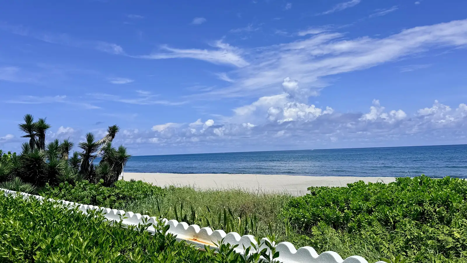 View over a white scalloped wall and low green dune plants to a pale sand beach and the deep blue Atlantic, with spiky palms and sea grape at left and streaks of white cloud across a bright blue sky.