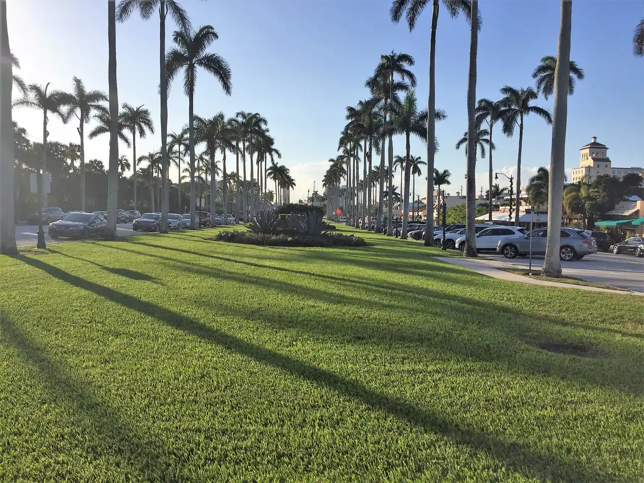 A wide grass median lined with tall royal palms casting long shadows in low sun, angled parking with cars on both sides, and low shopfronts with green awnings and a tower building at right in the distance.